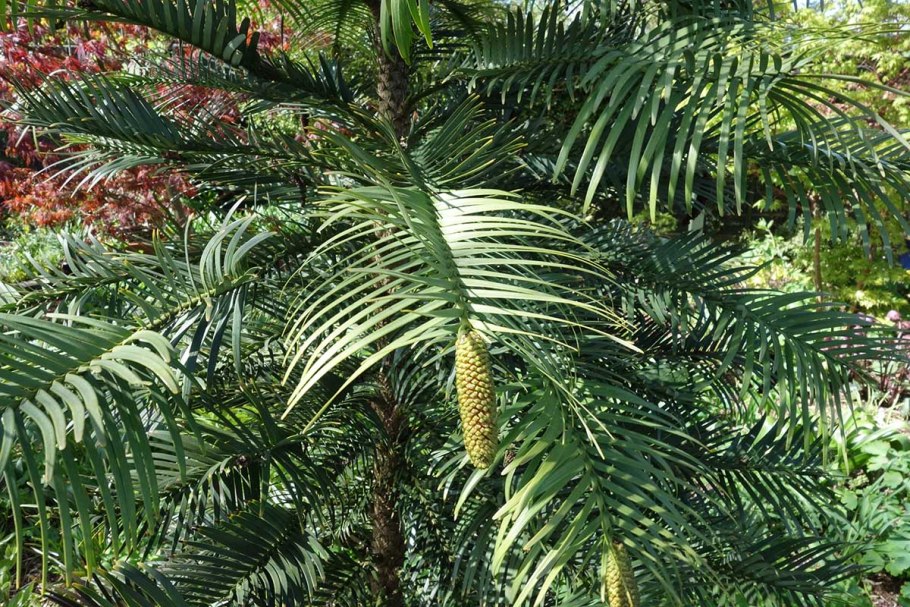 Араукария прямолистная