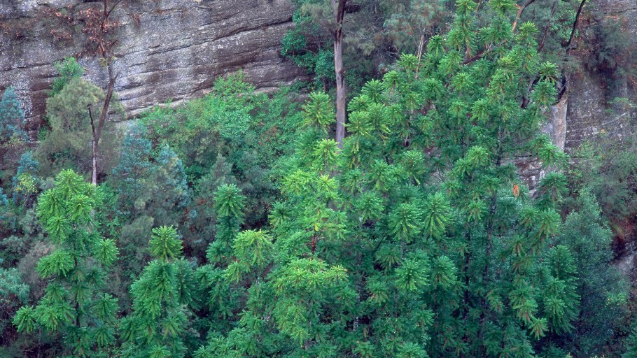 Воллемия благородная