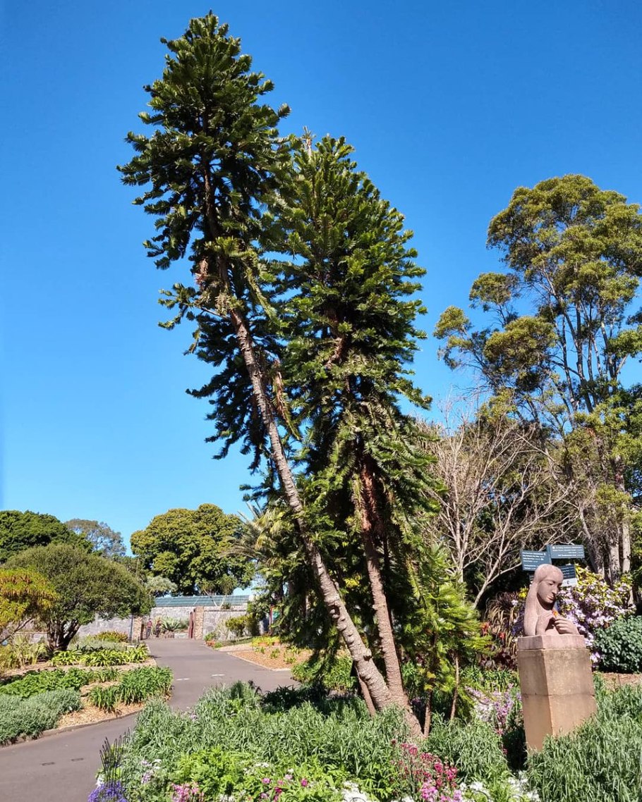 Сосна Воллемия в Австралии