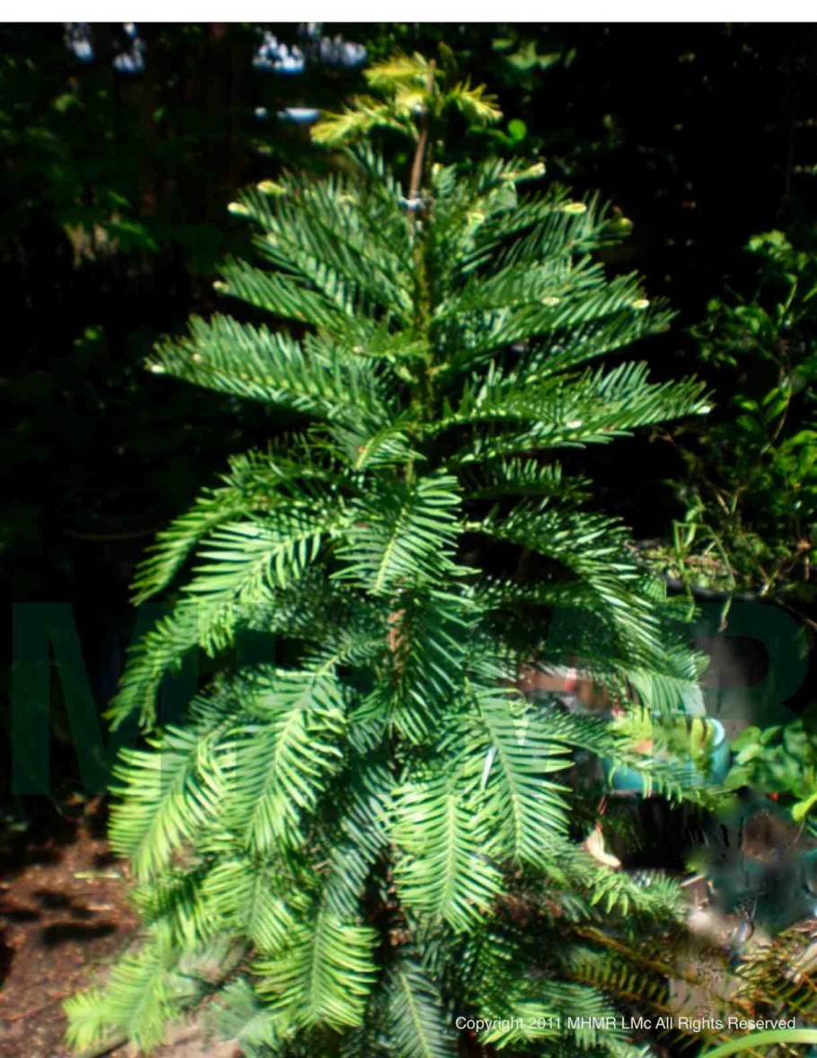 Саженцы Воллемии купить Краснодар