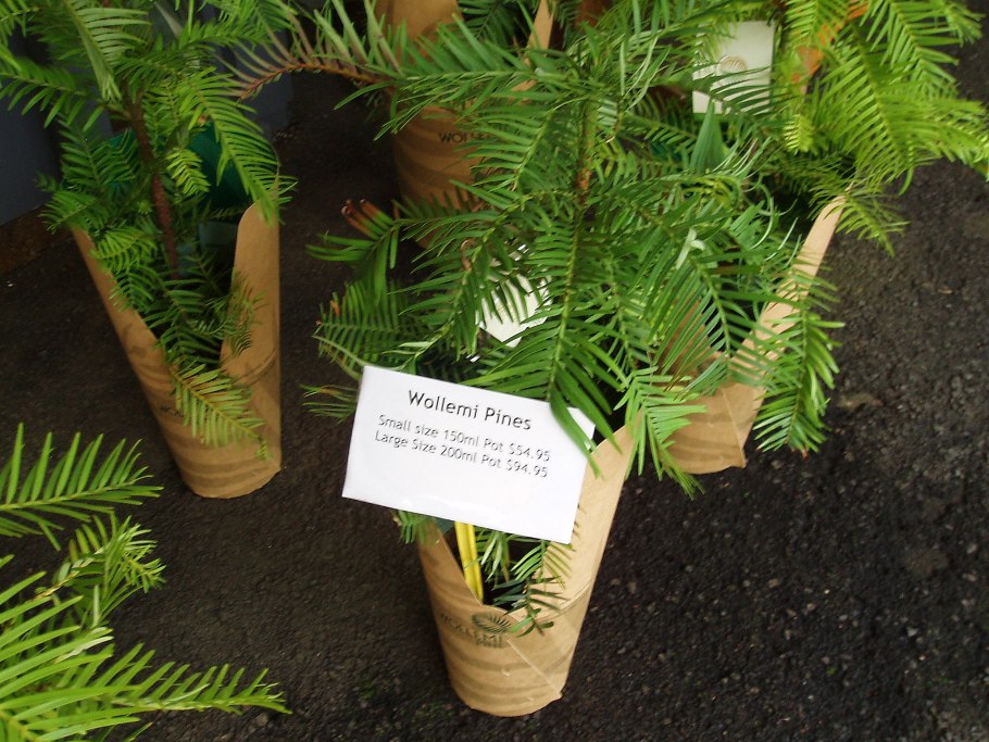 Wollemia Nobilis in Blue Mountains
