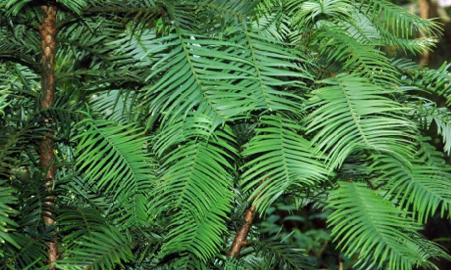 Воллемия благородная Австралия