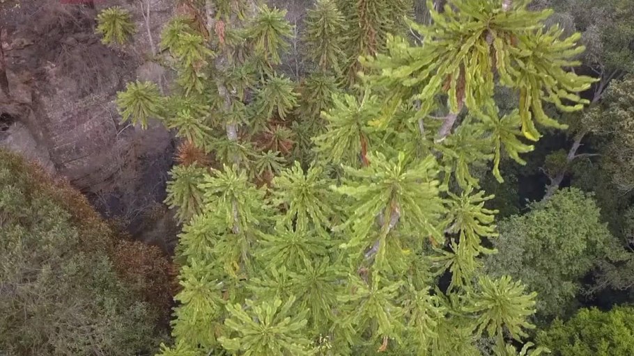 Воллемия в горшке