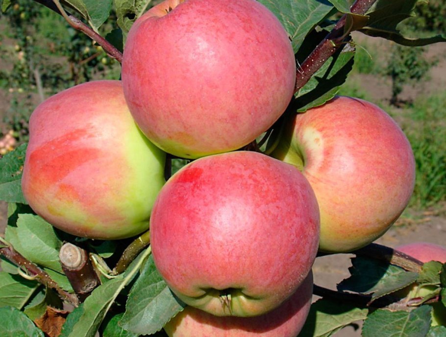 Яблоня Орловим (с7,5)