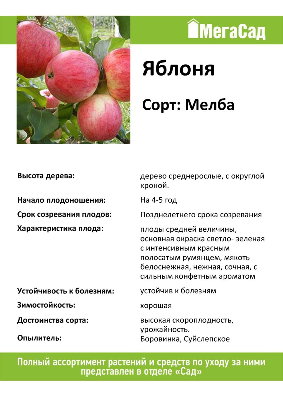 Фьюджи сорт яблок