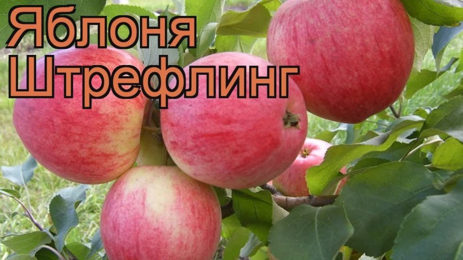 Сорт яблони Кутузовец