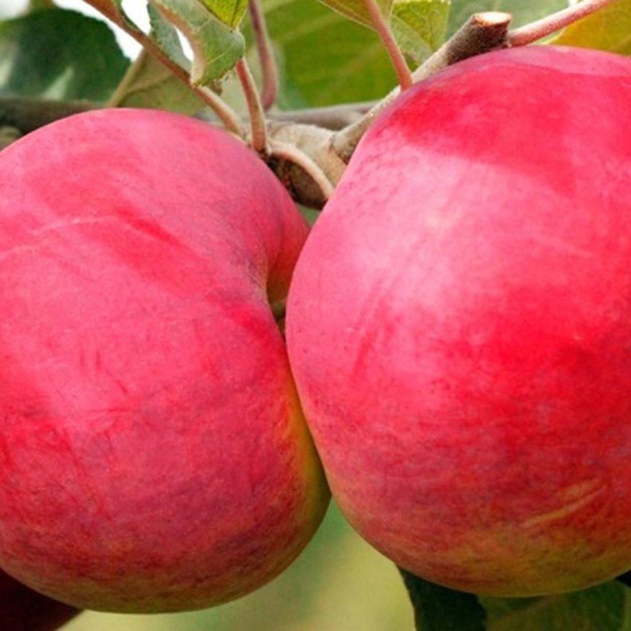 Яблоня Мелба Орлинка