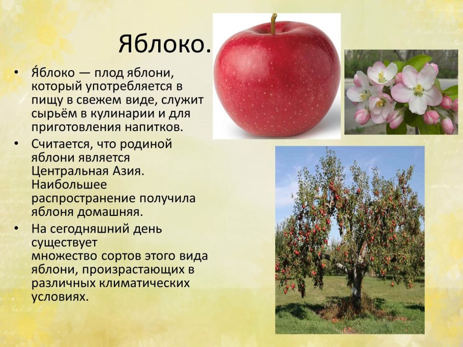 Яблоня Штрифель осеннее полосатое
