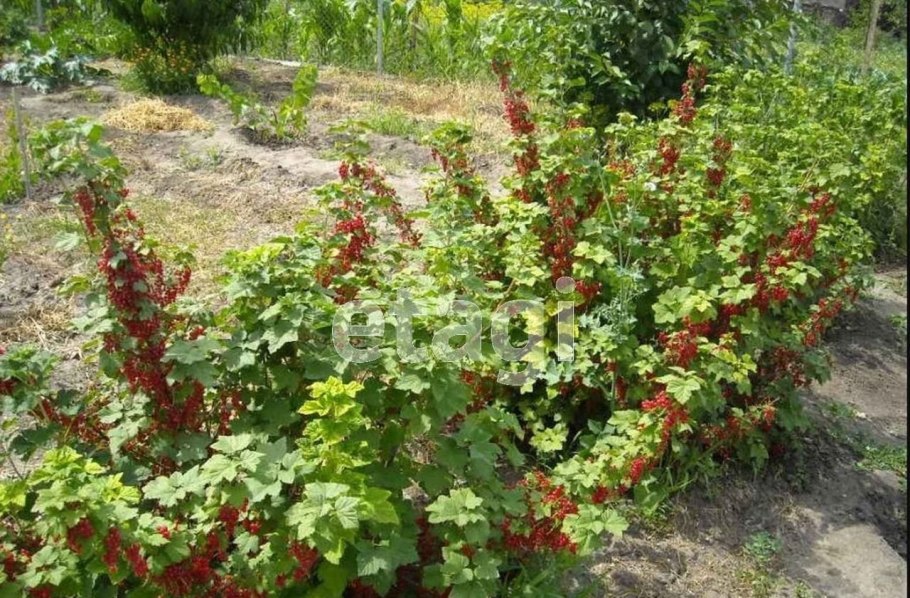 Куст крснойьсмородины