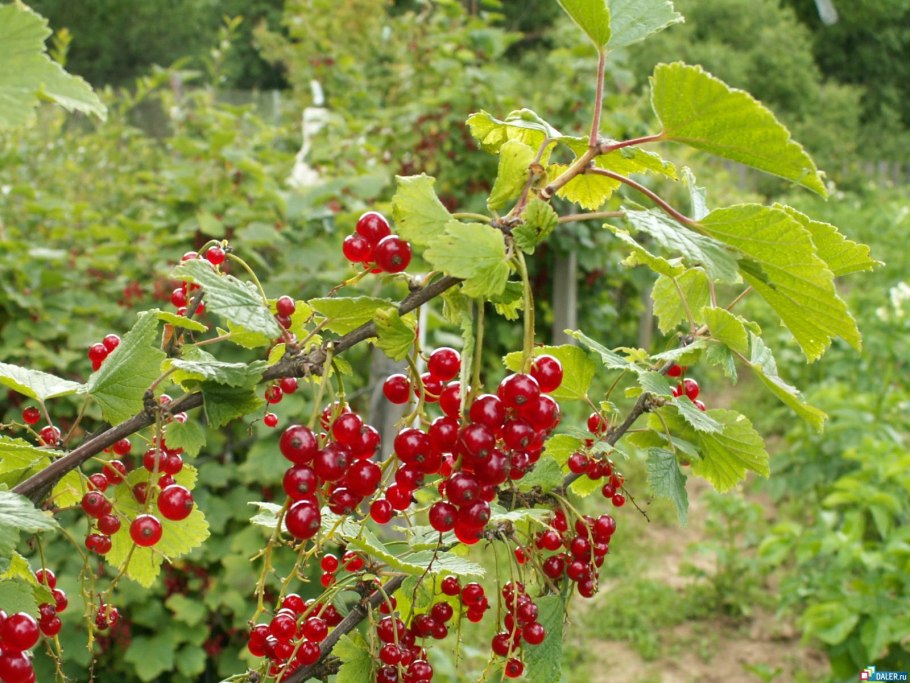 Красная смородина деревом