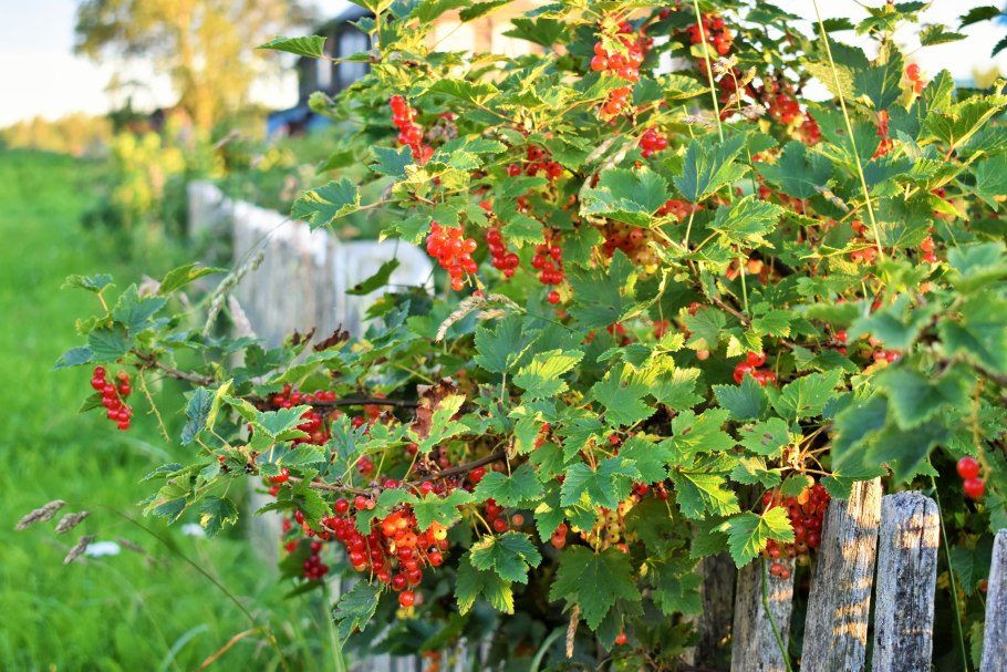 Смородина замок Хаутона