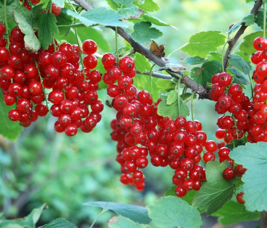 Смородина Задунайская