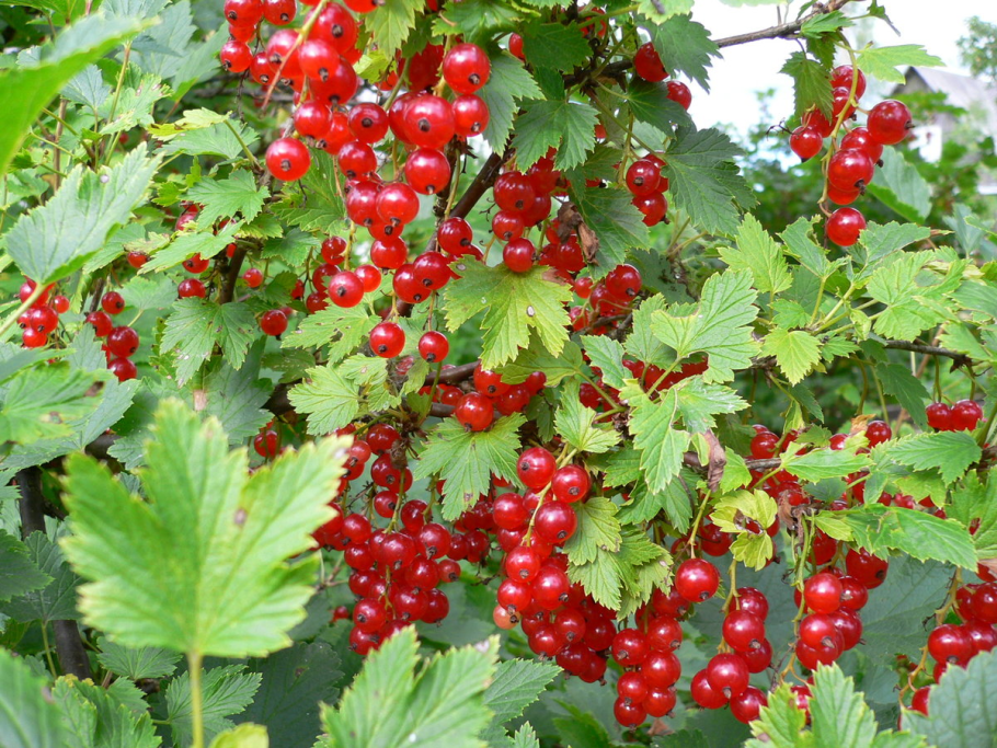 Смородина красная Татьяна