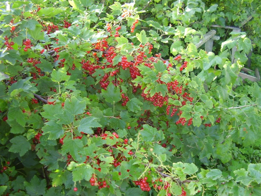 Кустарники смородины и крыжовника