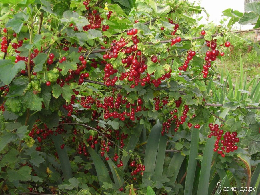 Ягодные кустарники смородина