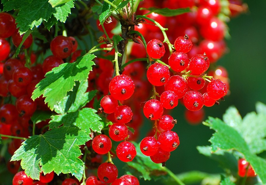 Смородина красная Виксне