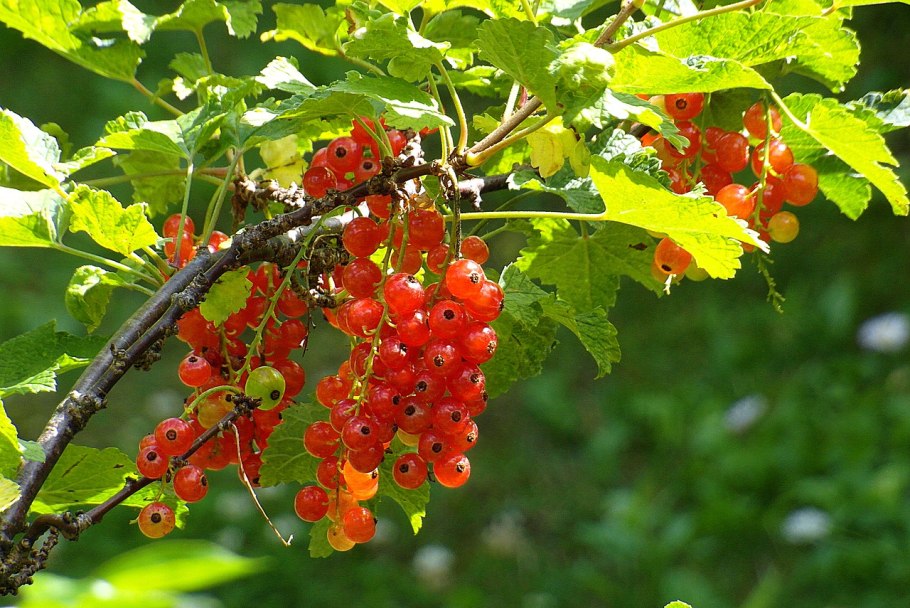 Ягоды красной смородины