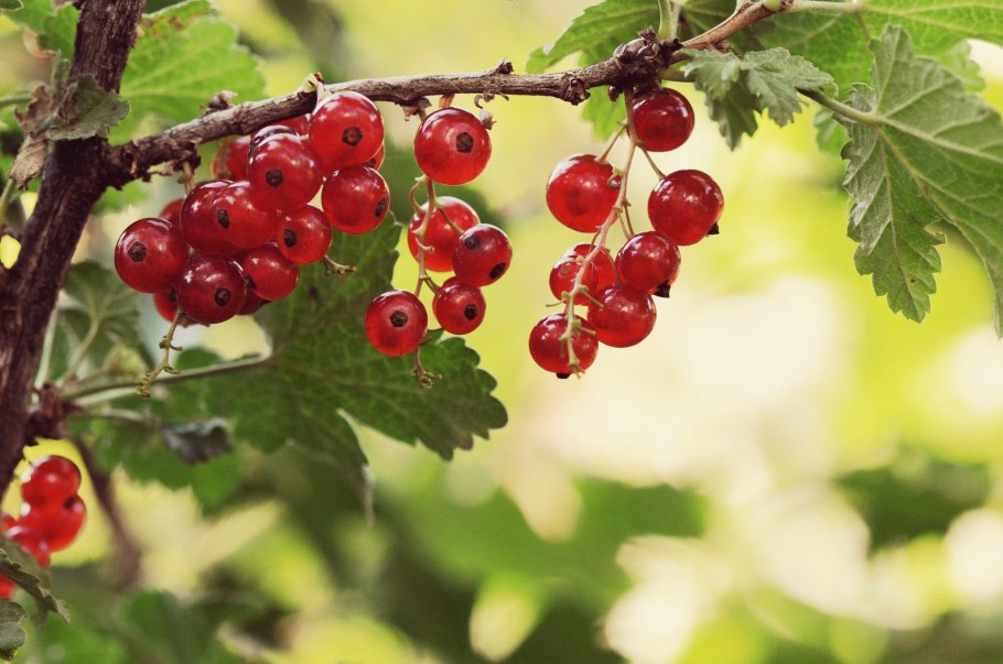 Смородина красная - ribes rubrum