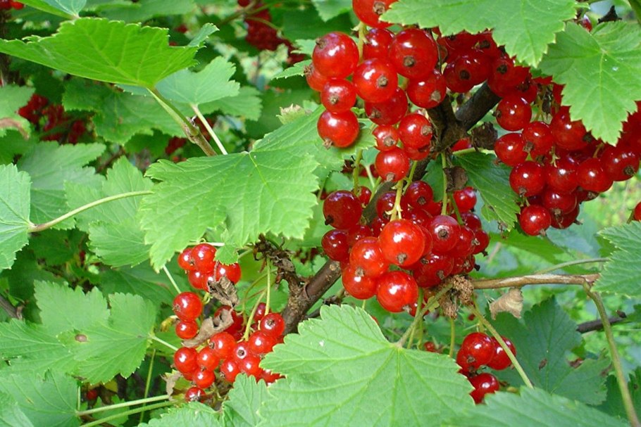 Садовая смородина