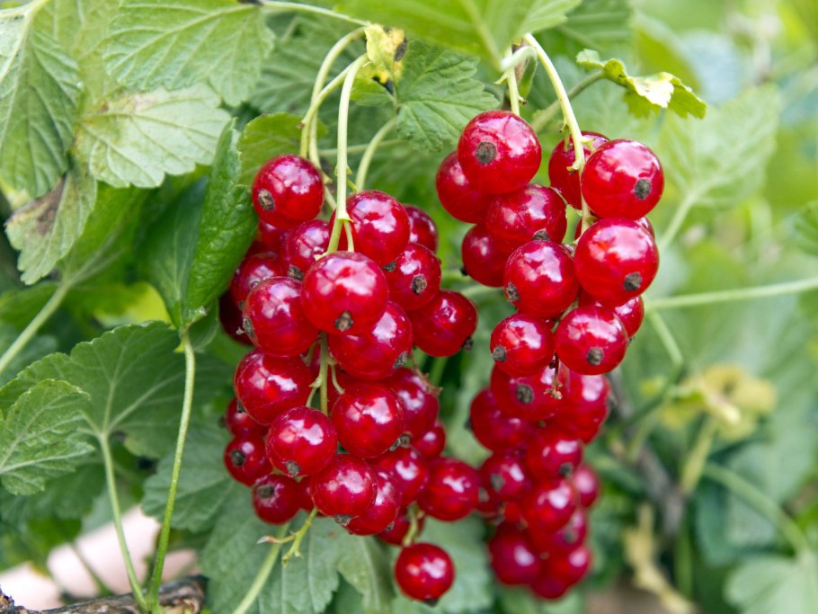 Ягоды красной смородины