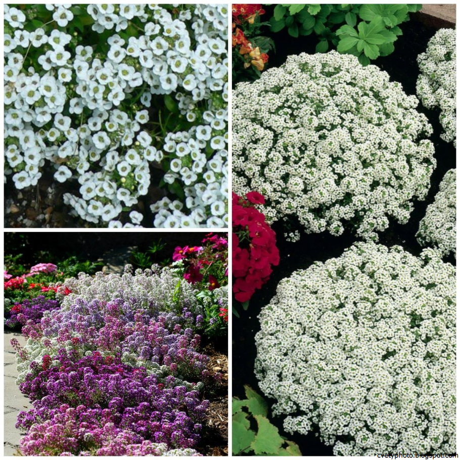 Обриета пурпурный Каскад многолетняя