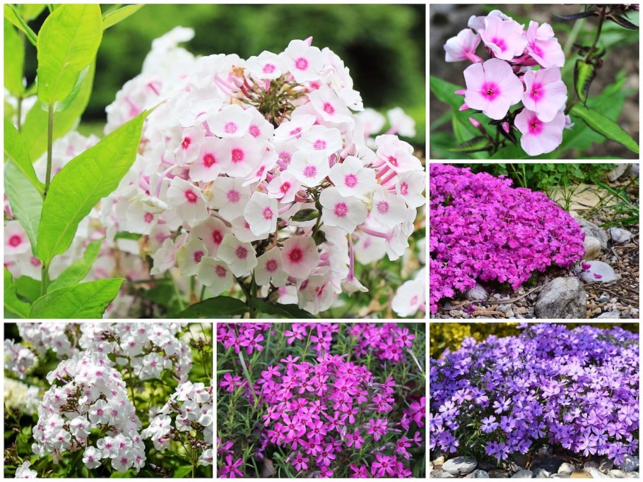 Лютера цветы многолетние