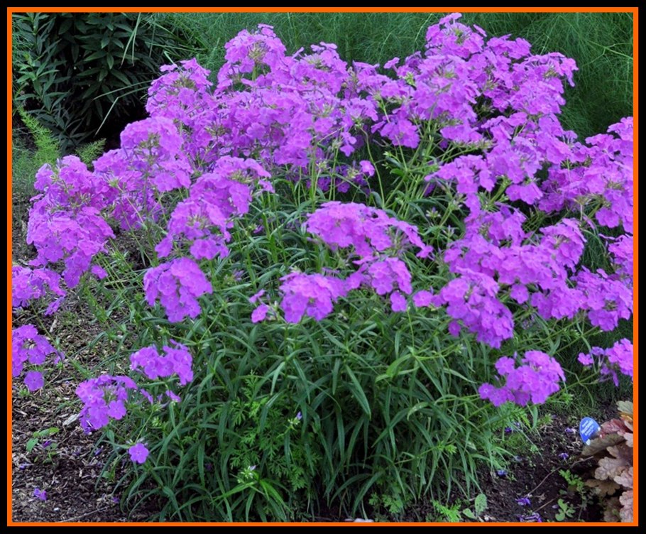 Кореопсис белый