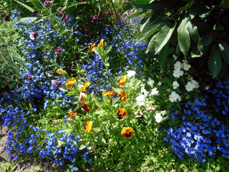 Астра бордюрная