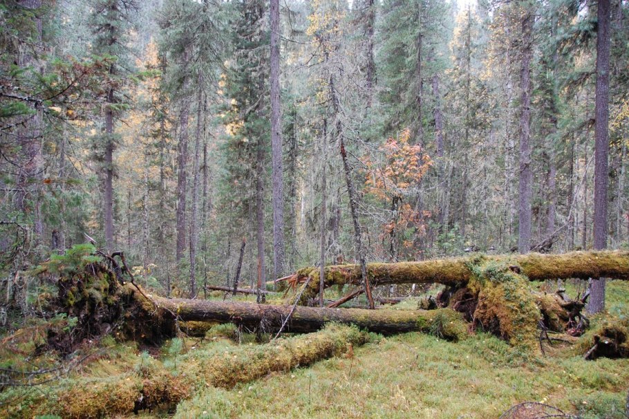 Тайга бурелом