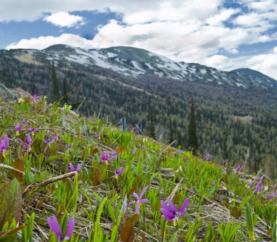 Кандык сибирский подснежники