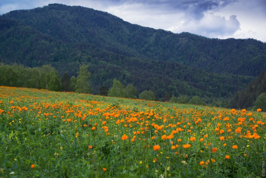 Гора зеленая Горная Шория
