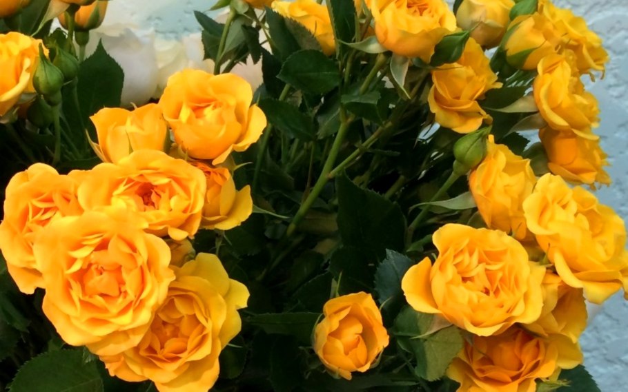 Роза Йеллоу бейби фото