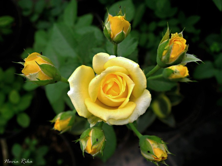 Роза Йеллоу бейби