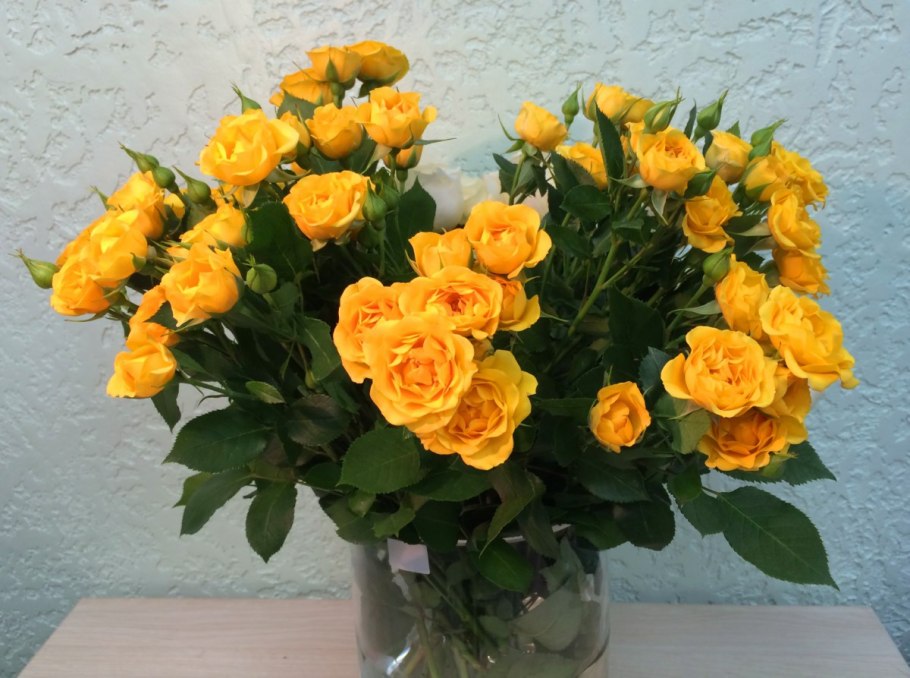 Роза Еллоу Эвелин