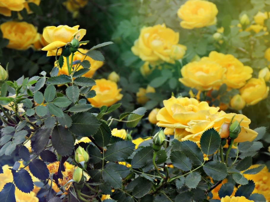 Еллоу Мартин роза