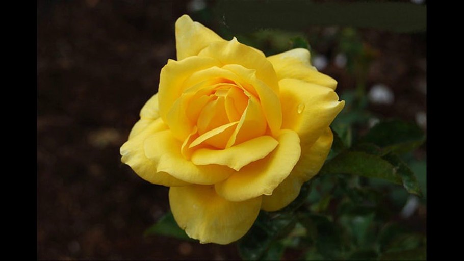 Роза спрей Сан Сити