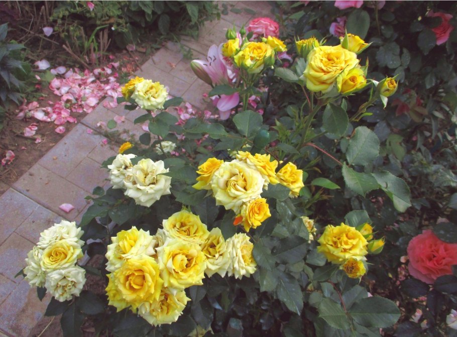 Роза Йеллоу Эвелин