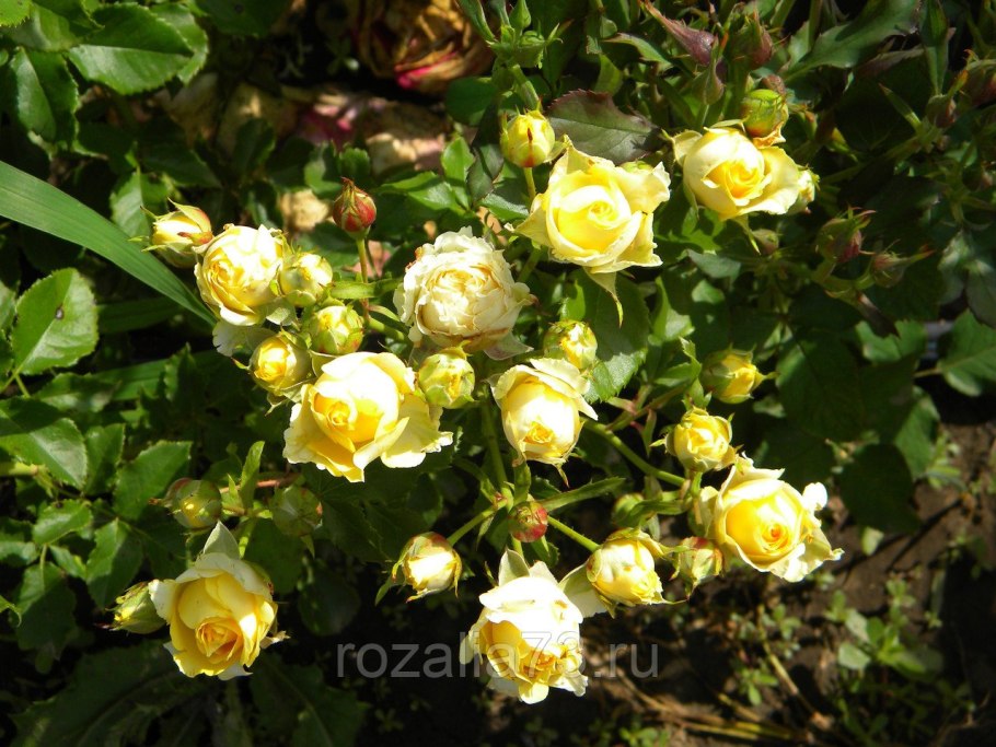 Роза Йеллоу Эвелин