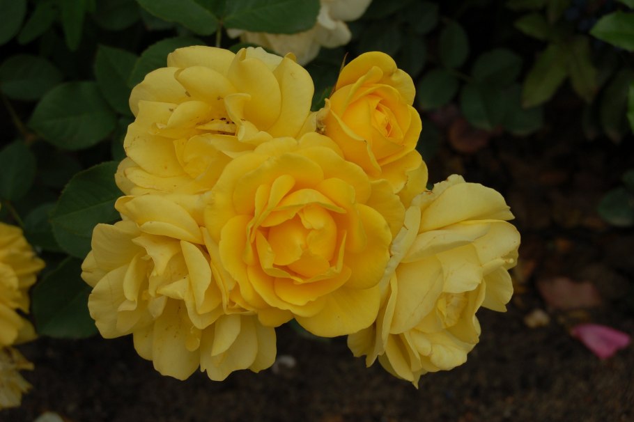 Роза Йеллоу Эвелин