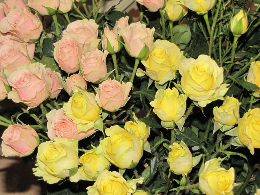 Роза Йеллоу Эвелин