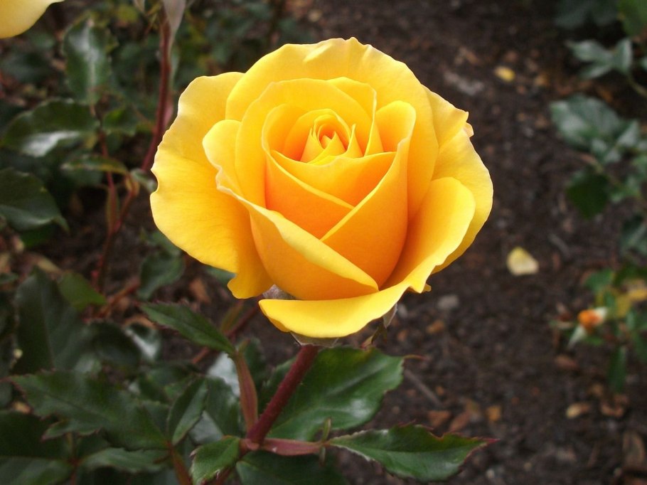 Роза Еллоу Эвелин