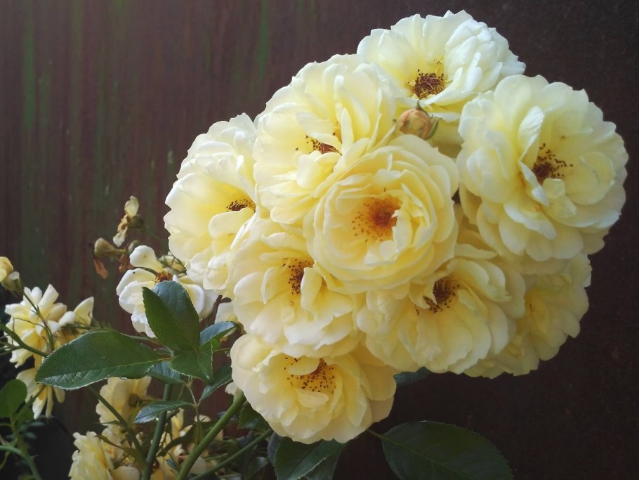 Роза спрей Еллоу бэби