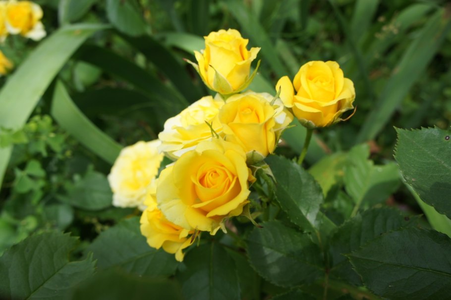 Роза Йеллоу