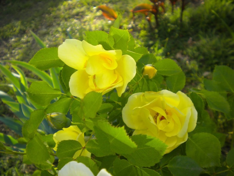 Роза Роял Еллоу