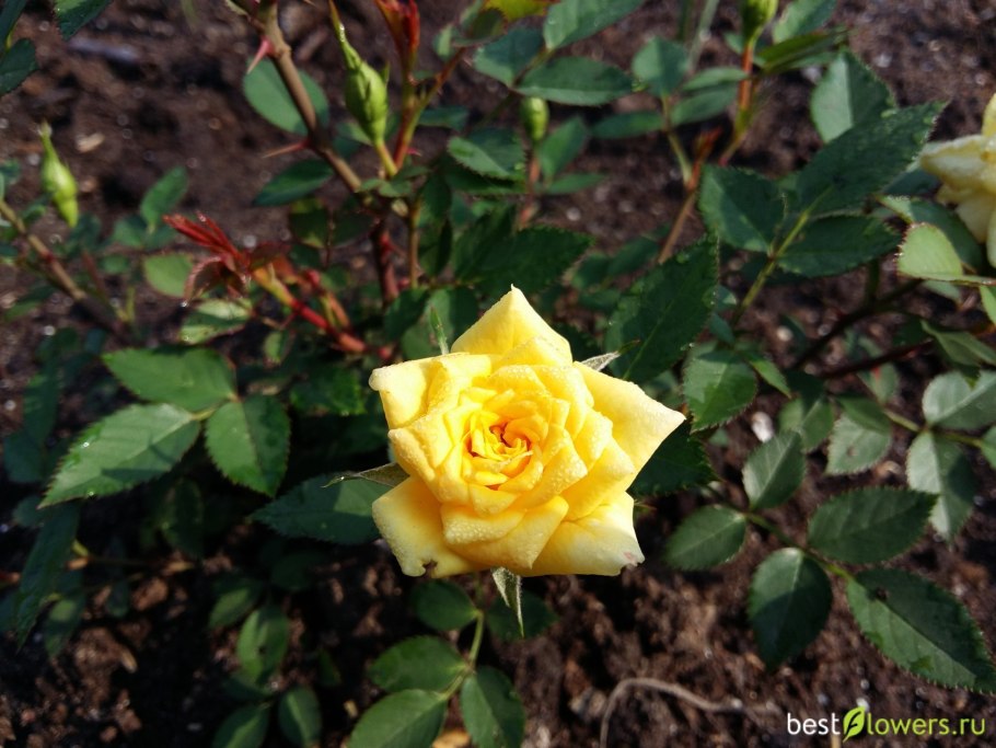 Роза Йеллоу Фейри