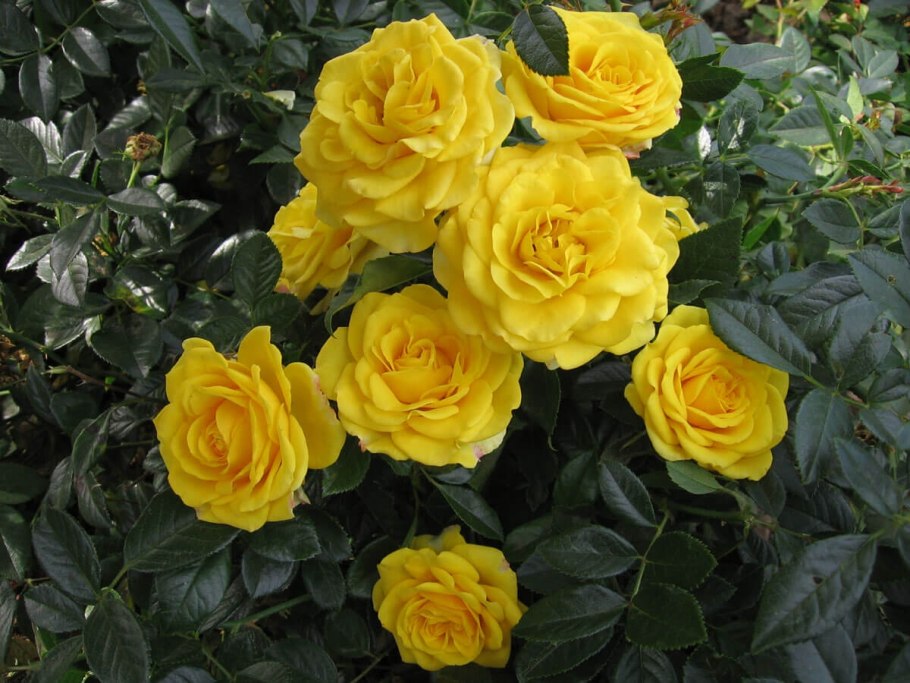 Роза флорибунда Йеллоу