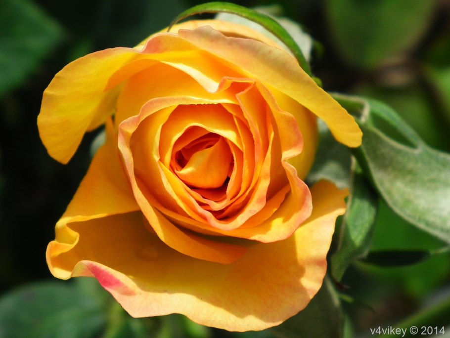 Бутон желтой розы