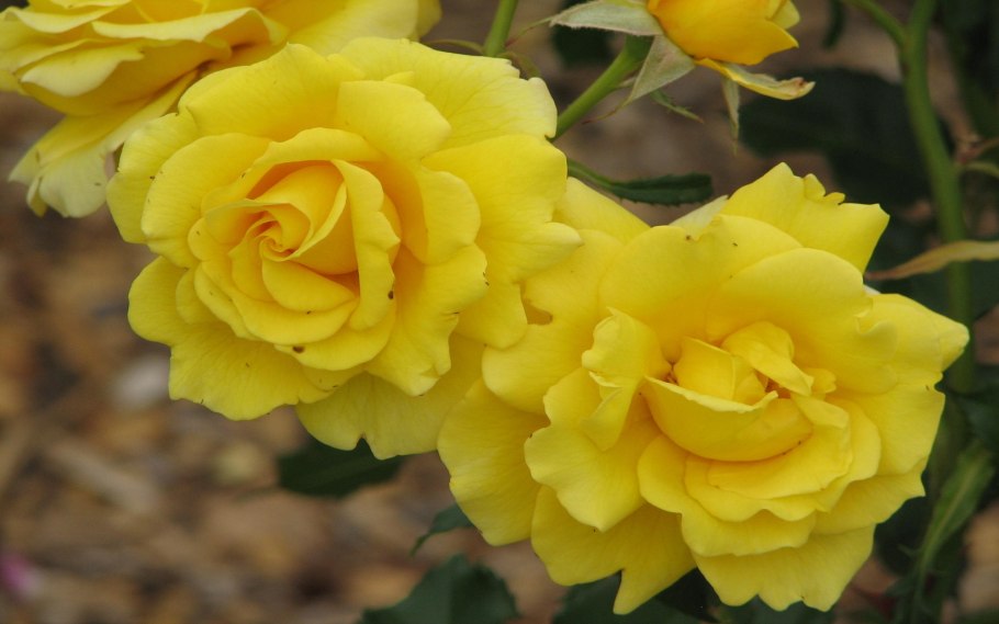 Роза чайно-гибридная Мохана