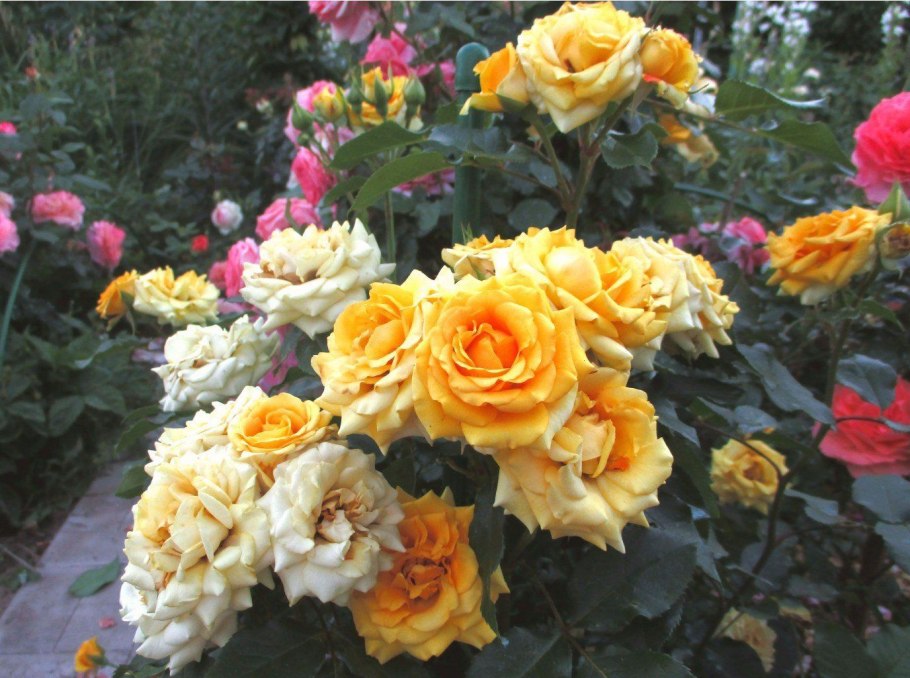 Роза Йеллоу Стар