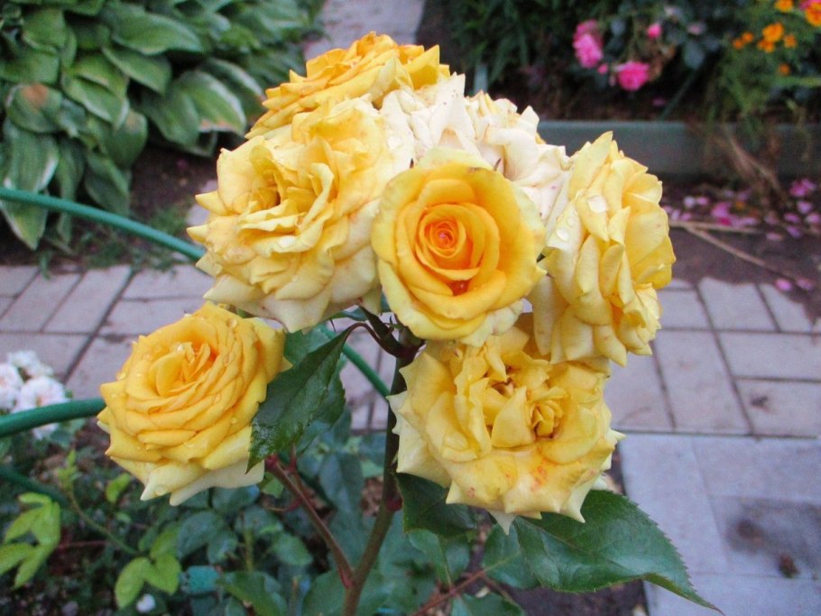 Йеллоу Беби роза